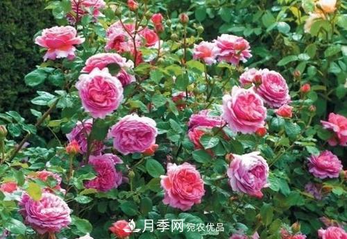 想要月季開(kāi)花多，先養筍，幾個(gè)技巧讓月季快速冒筍芽(圖3)