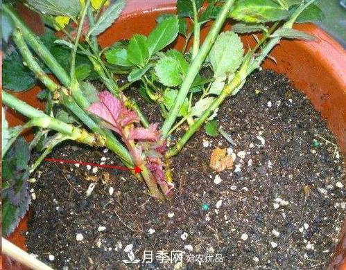 想要月季開(kāi)花多，先養筍，幾個(gè)技巧讓月季快速冒筍芽(圖1)