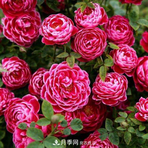 想要月季開(kāi)花多，先養筍，幾個(gè)技巧讓月季快速冒筍芽(圖4)
