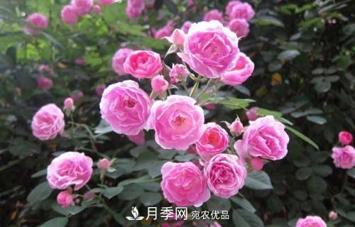 想要月季開(kāi)花多，先養筍，幾個(gè)技巧讓月季快速冒筍芽(圖5)