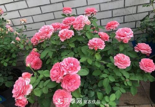 想要月季開(kāi)花多，先養筍，幾個(gè)技巧讓月季快速冒筍芽(圖6)