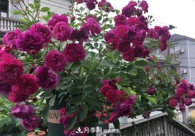 想要月季開(kāi)出***美秋花，現在秋剪正當時(shí)！再晚就來(lái)不及啦！(圖1)