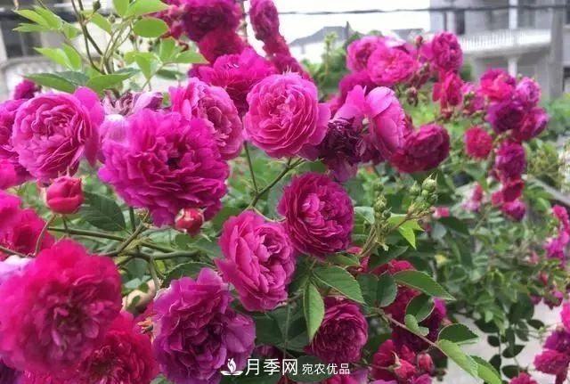 想要月季開(kāi)出***美秋花，現在秋剪正當時(shí)！再晚就來(lái)不及啦！(圖2)