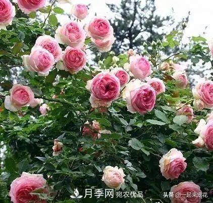 秋天養月季，了解掌握4個(gè)要點(diǎn)，抗病性強，開(kāi)花爆盆(圖1)