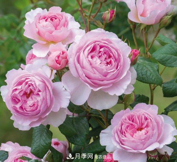 困難重重“養月季”，做好3點(diǎn)，你就是月季大神(圖7)
