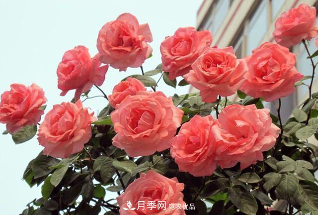 困難重重“養月季”，做好3點(diǎn)，你就是月季大神(圖1)