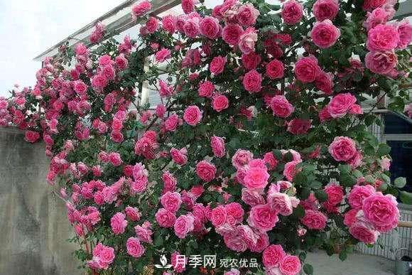 困難重重“養月季”，做好3點(diǎn)，你就是月季大神(圖3)