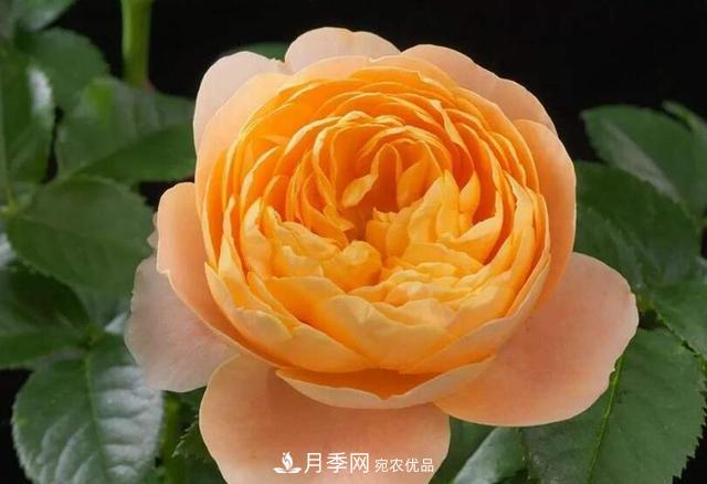 困難重重“養月季”，做好3點(diǎn)，你就是月季大神(圖2)