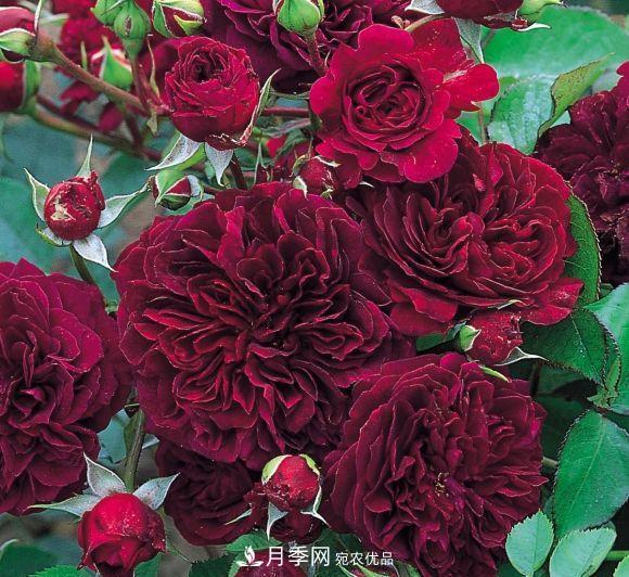 困難重重“養月季”，做好3點(diǎn)，你就是月季大神(圖8)