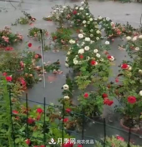 困難重重“養月季”，做好3點(diǎn)，你就是月季大神(圖11)