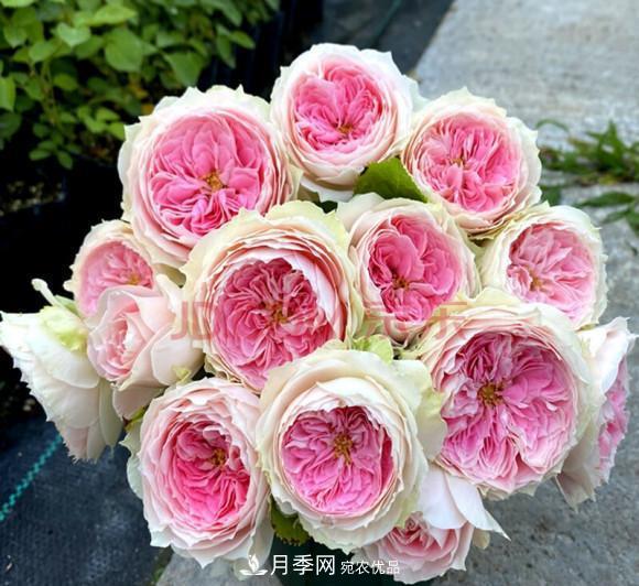 困難重重“養月季”，做好3點(diǎn)，你就是月季大神(圖9)