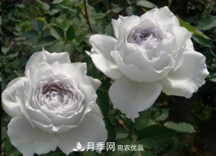 同樣管理的月季，為什么有的月季就死了？品種和個(gè)體要差異對待(圖2)