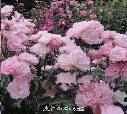 同樣管理的月季，為什么有的月季就死了？品種和個(gè)體要差異對待(圖3)