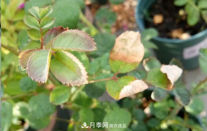 同樣管理的月季，為什么有的月季就死了？品種和個(gè)體要差異對待(圖1)