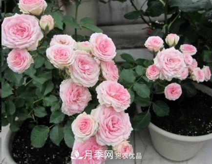 同樣管理的月季，為什么有的月季就死了？品種和個(gè)體要差異對待(圖4)