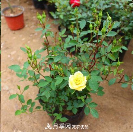 同樣管理的月季，為什么有的月季就死了？品種和個(gè)體要差異對待(圖5)