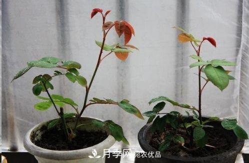 同樣管理的月季，為什么有的月季就死了？品種和個(gè)體要差異對待(圖6)