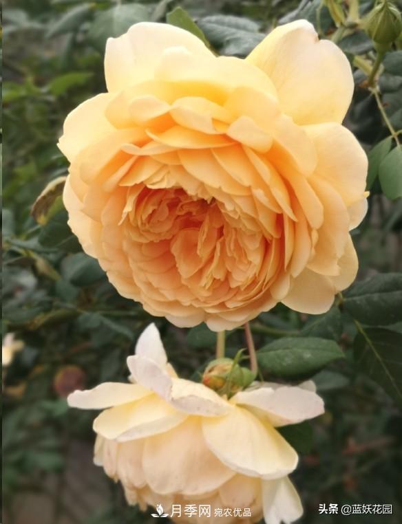 已經(jīng)立秋，月季花可以秋剪了嗎？南北方修剪時(shí)間大不同(圖2)