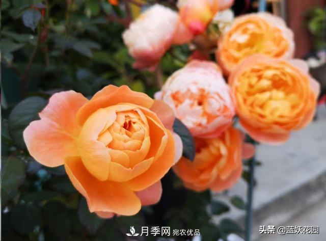 已經(jīng)立秋，月季花可以秋剪了嗎？南北方修剪時(shí)間大不同(圖5)