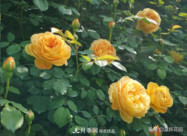 已經(jīng)立秋，月季花可以秋剪了嗎？南北方修剪時(shí)間大不同(圖6)