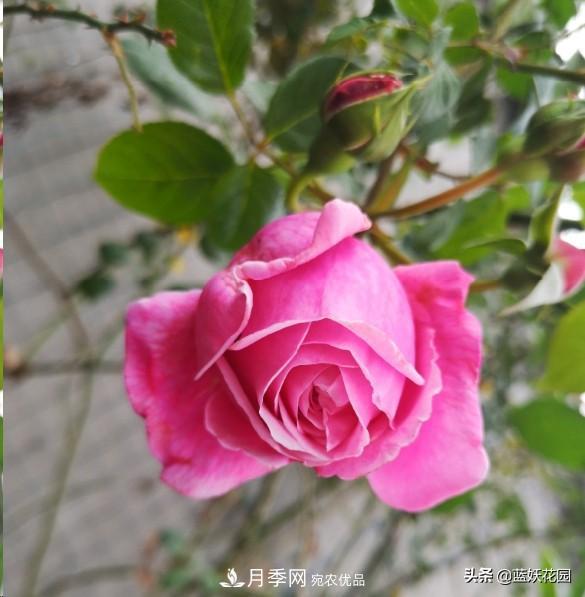 已經(jīng)立秋，月季花可以秋剪了嗎？南北方修剪時(shí)間大不同(圖1)