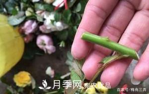 月季扦插專(zhuān)業(yè)知識，讓你少走彎路（圖文版）(圖8)