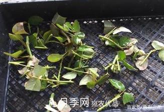 月季扦插專(zhuān)業(yè)知識，讓你少走彎路（圖文版）(圖13)