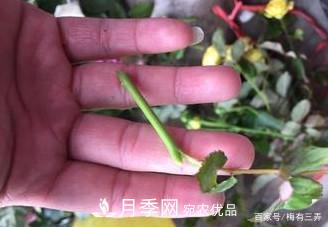 月季扦插專(zhuān)業(yè)知識，讓你少走彎路（圖文版）(圖12)
