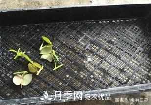 月季扦插專(zhuān)業(yè)知識，讓你少走彎路（圖文版）(圖9)