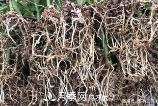 月季扦插專(zhuān)業(yè)知識，讓你少走彎路（圖文版）(圖15)
