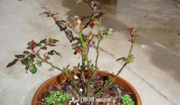 月季花什么時(shí)候修剪？選對“時(shí)間”，才能花開(kāi)爆，一直開(kāi)花(圖4)