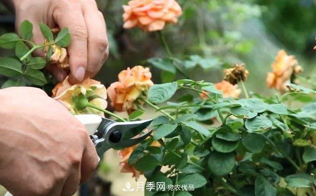月季花什么時(shí)候修剪？選對“時(shí)間”，才能花開(kāi)爆，一直開(kāi)花(圖1)