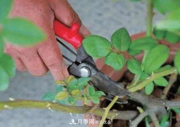 月季花什么時(shí)候修剪？選對“時(shí)間”，才能花開(kāi)爆，一直開(kāi)花(圖2)