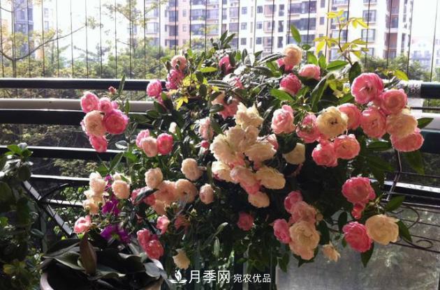月季花什么時(shí)候修剪？選對“時(shí)間”，才能花開(kāi)爆，一直開(kāi)花(圖3)