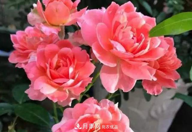 月季花什么時(shí)候修剪？選對“時(shí)間”，才能花開(kāi)爆，一直開(kāi)花(圖5)