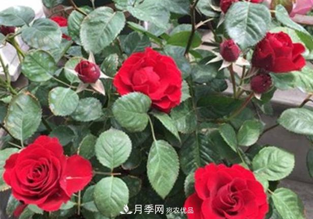 新手養月季須知的“四大點(diǎn)”，熟練掌握，才能輕松養爆盆(圖1)