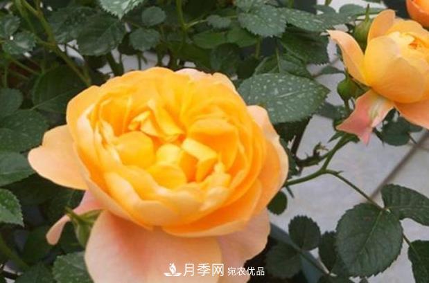 新手養月季須知的“四大點(diǎn)”，熟練掌握，才能輕松養爆盆(圖3)