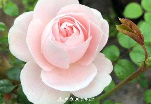 新手養月季須知的“四大點(diǎn)”，熟練掌握，才能輕松養爆盆(圖2)