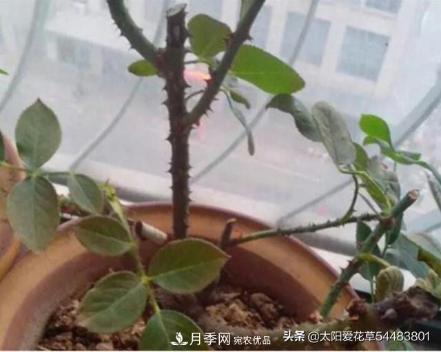 如何避免月季一換盆土就死呢？(圖3)