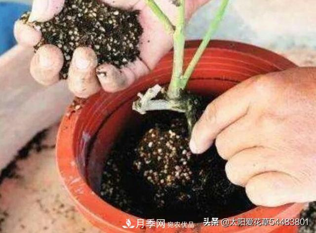 如何避免月季一換盆土就死呢？(圖6)