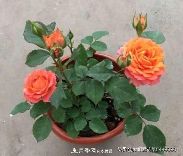 如何避免月季一換盆土就死呢？(圖8)