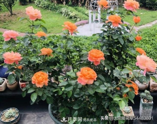 如何避免月季一換盆土就死呢？(圖2)