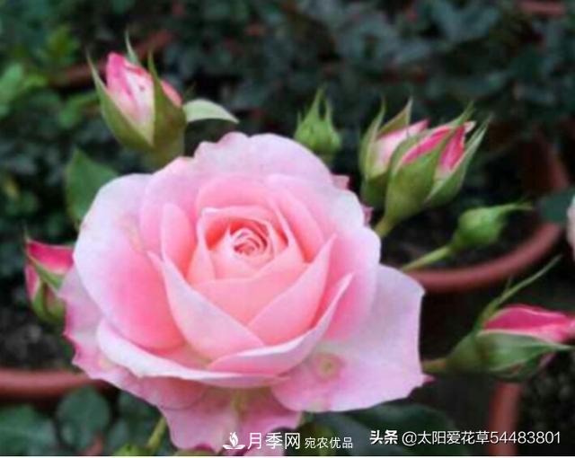 如何避免月季一換盆土就死呢？(圖1)