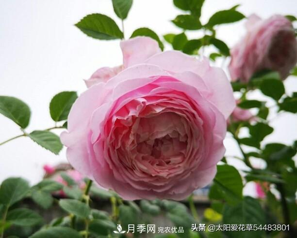 如何避免月季一換盆土就死呢？(圖7)