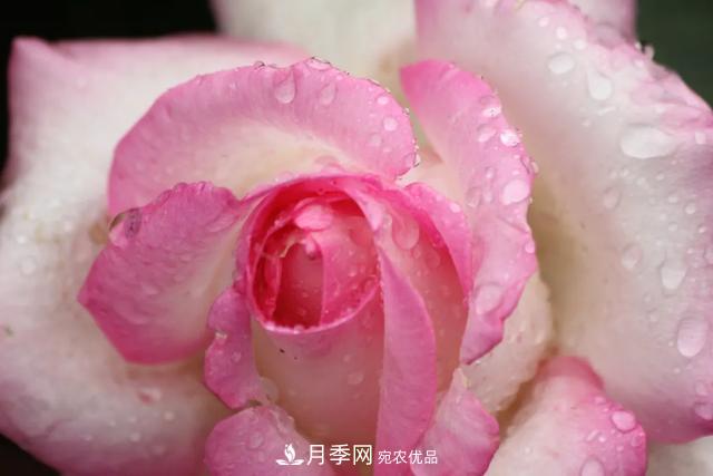 月季養護知識：這樣養出的月季花，花大色艷，枝繁葉茂(圖1)