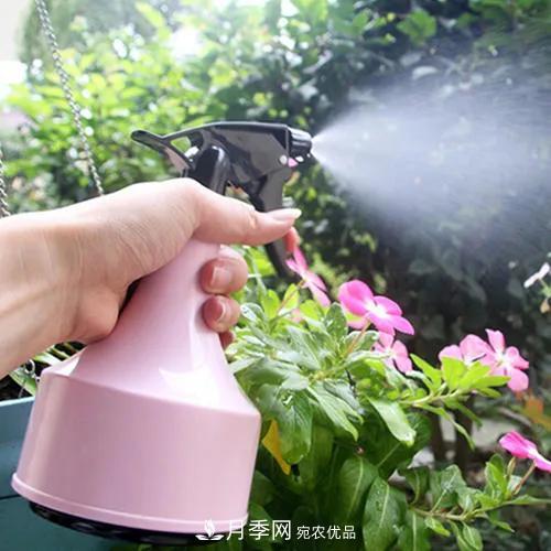 月季養護知識：這樣養出的月季花，花大色艷，枝繁葉茂(圖3)
