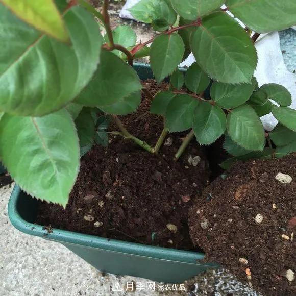 月季養護知識：這樣養出的月季花，花大色艷，枝繁葉茂(圖2)