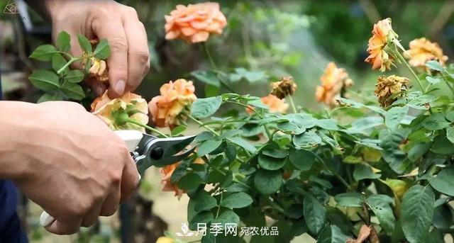 月季養護知識：這樣養出的月季花，花大色艷，枝繁葉茂(圖5)