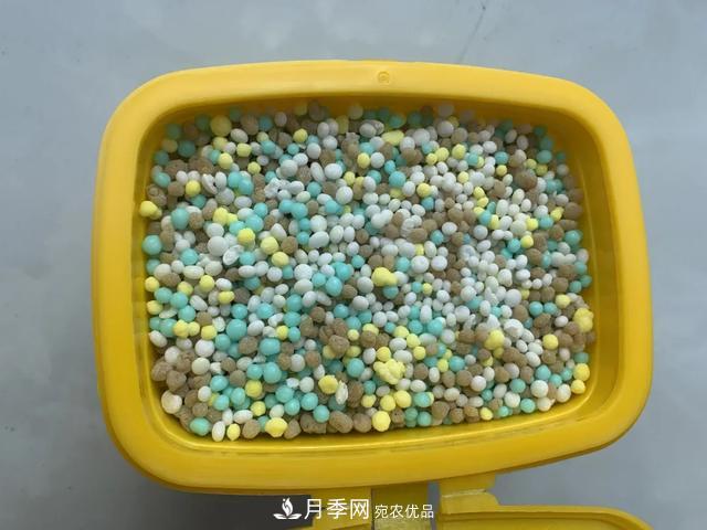 月季養護知識：這樣養出的月季花，花大色艷，枝繁葉茂(圖4)