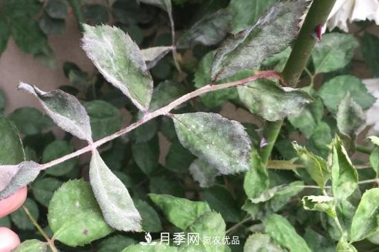 月季葉子上有一層白霜怎么辦？是白粉病嗎(圖2)